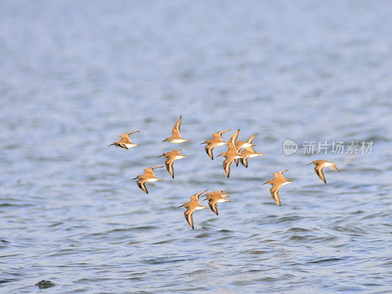 Dunlin Flock In Flight